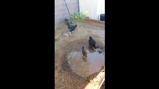 Chickens chillin