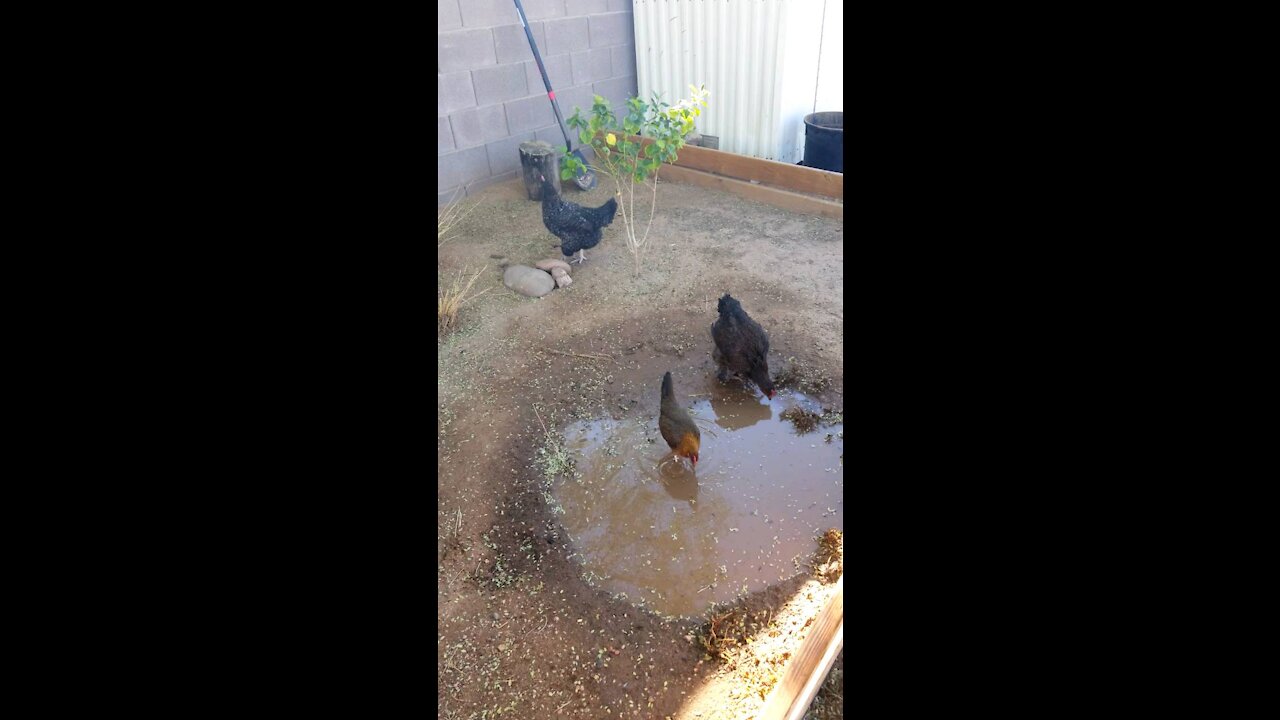 Chickens chillin