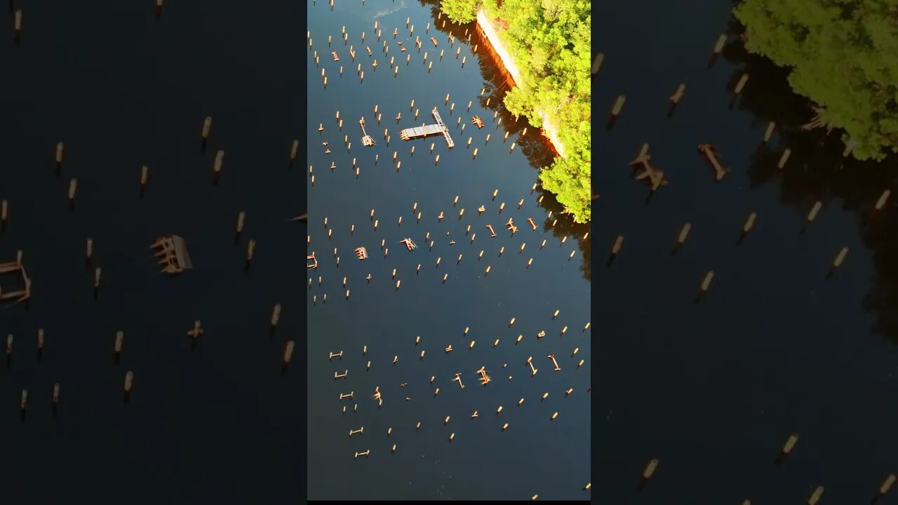 An Abandoned Marina 🌴 swallowed by Nature 🌴