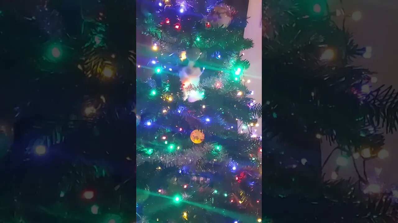 There is Something Alive and Moving in our Christmas Tree...