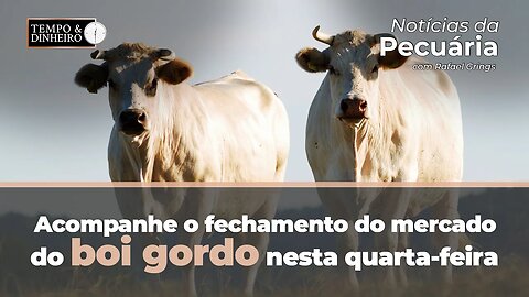 Boi gordo : acompanhe o fechamento do mercado nesta quarta-feira e os comentários de Rafael Grings