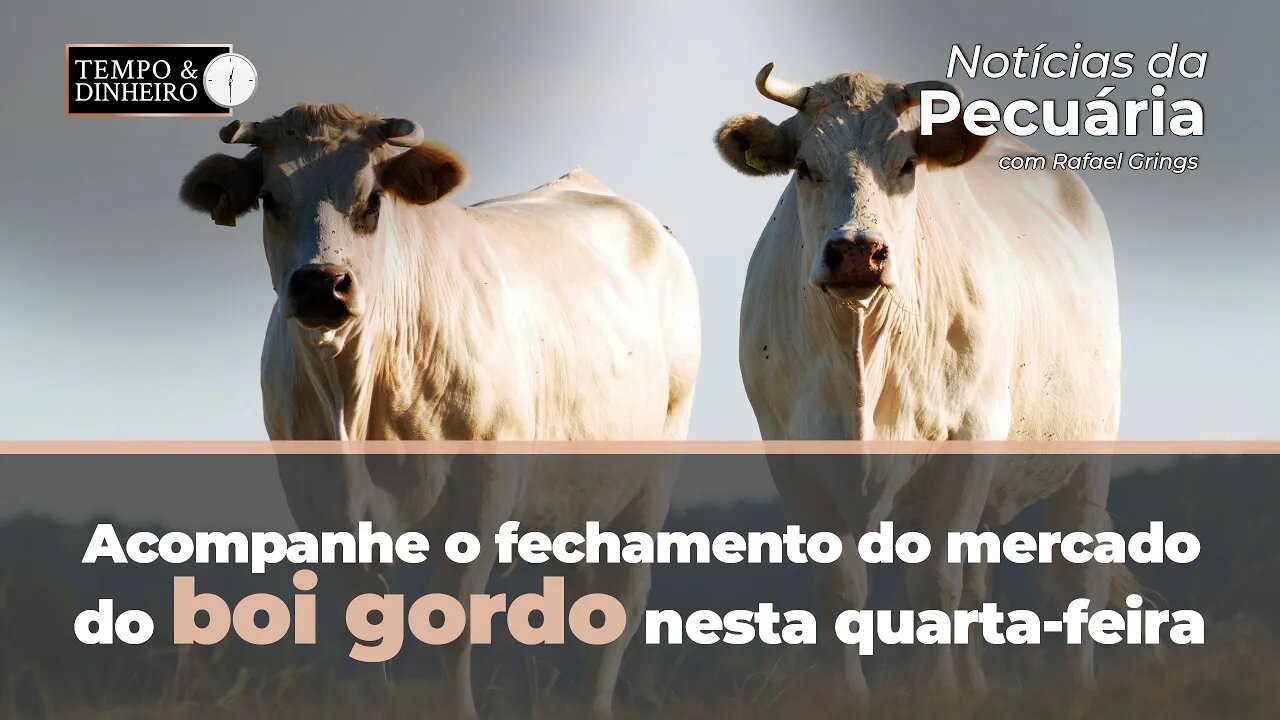Boi gordo : acompanhe o fechamento do mercado nesta quarta-feira e os comentários de Rafael Grings