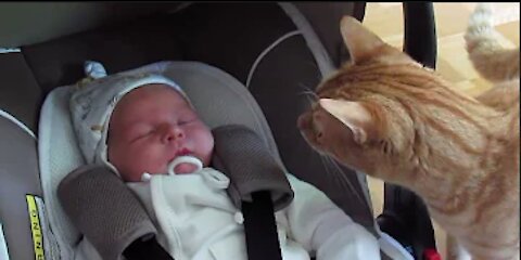 CATS MEETING BABIES FOR THE FIRST TIME!!!!