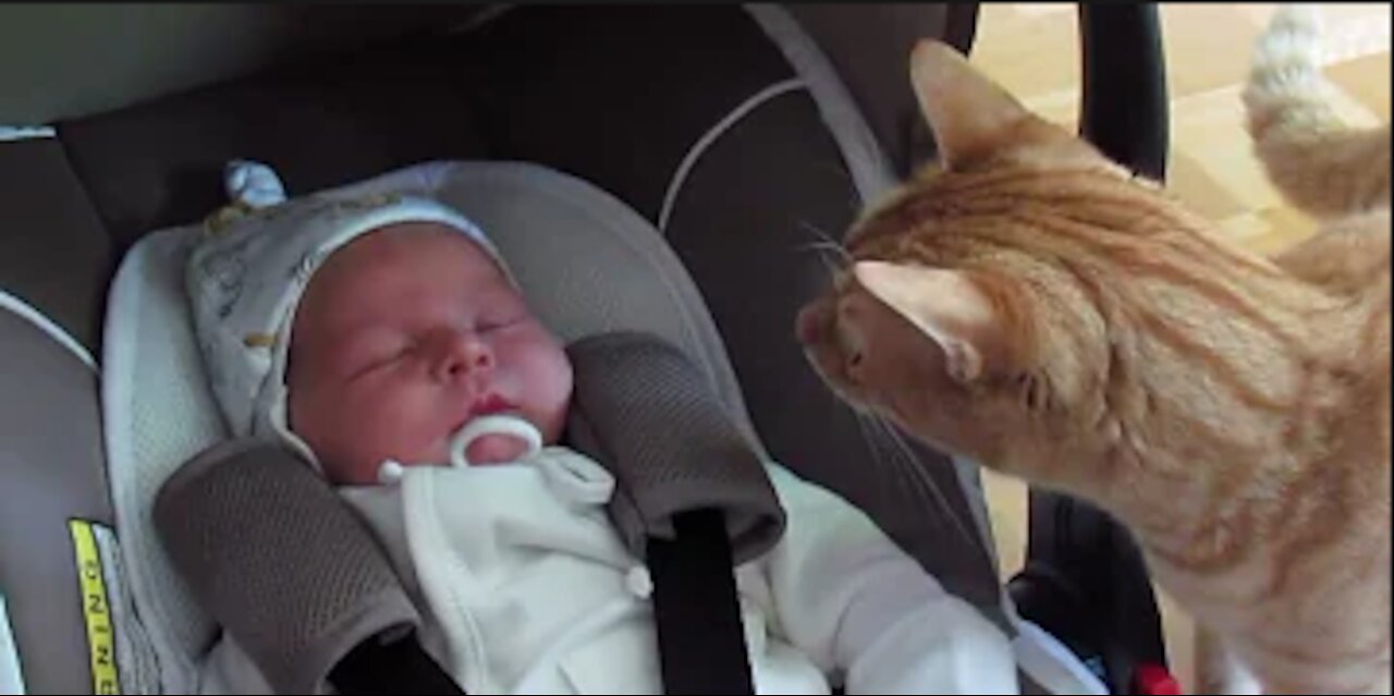 CATS MEETING BABIES FOR THE FIRST TIME!!!!