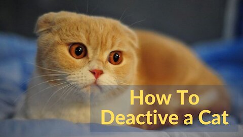 How To Deactive a Cat