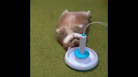 Cat willpower training