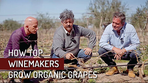 120-Year-Old Organic Vineyard Tour at Lagarde Winery