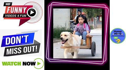 Amazing Videos: The smart golden retriever picks up the children and comes home from school