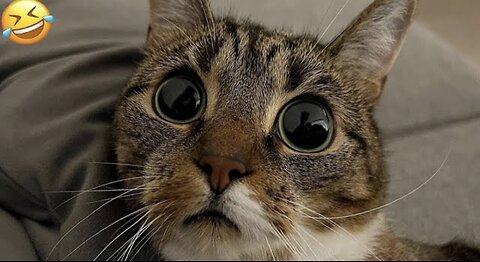 Funny animal videos 2023