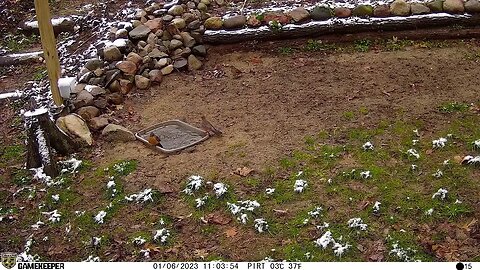 Robbins in January at the water hole