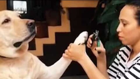 Dog faints dramatically at sight of nail clippers