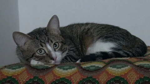 Human Will Not Let the Poor Cat Sleep in the Evening