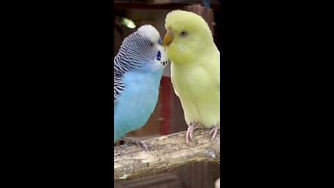 Wonderful budgies playing