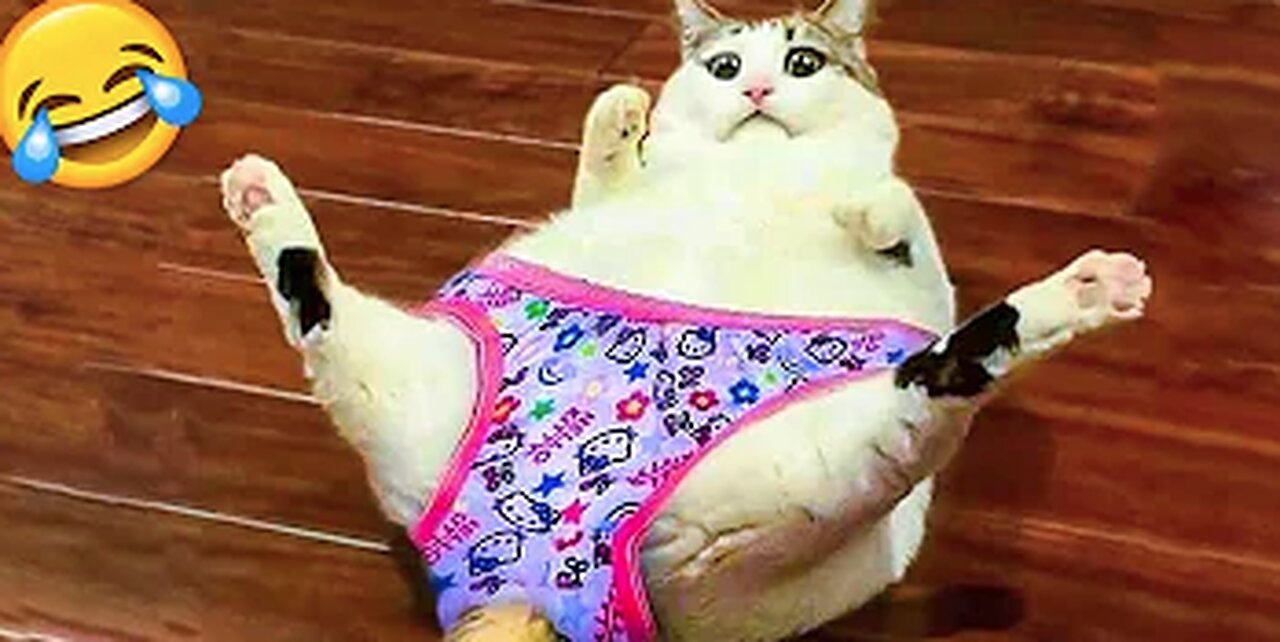 Funniest Cats And Dogs Videos - Best Funny Animal Videos 🤣