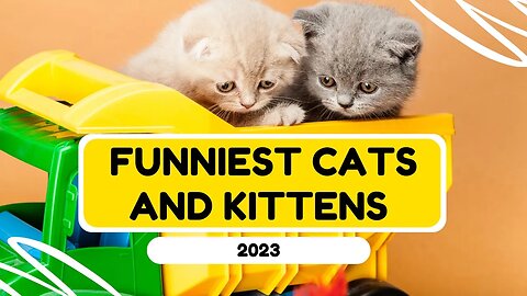 Funniest Cats and Kittens 2023