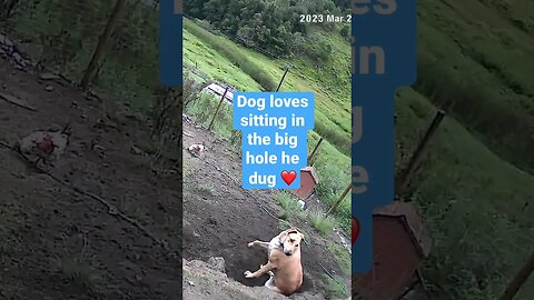 Farm cameras monitoring working dogs