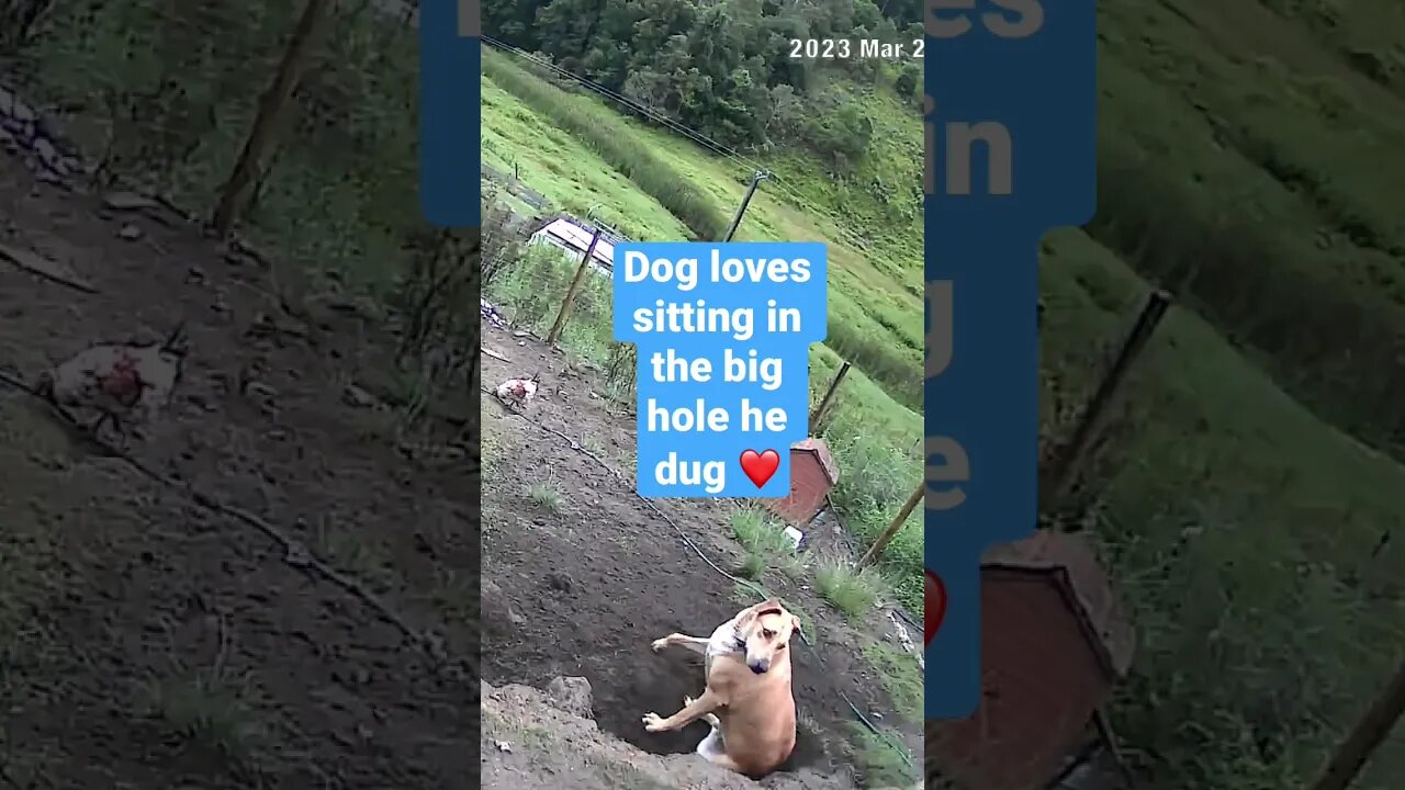 Farm cameras monitoring working dogs