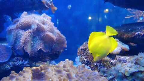 САМЫЕ КРАСИВЫЕ ОБИТАТЕЛИ МОРЕЙ И ОКЕАНОВ |ЗАХВАТЫВАЮЩИЕ ВИДЕО ПОДВОДНОГО МИРА 4К