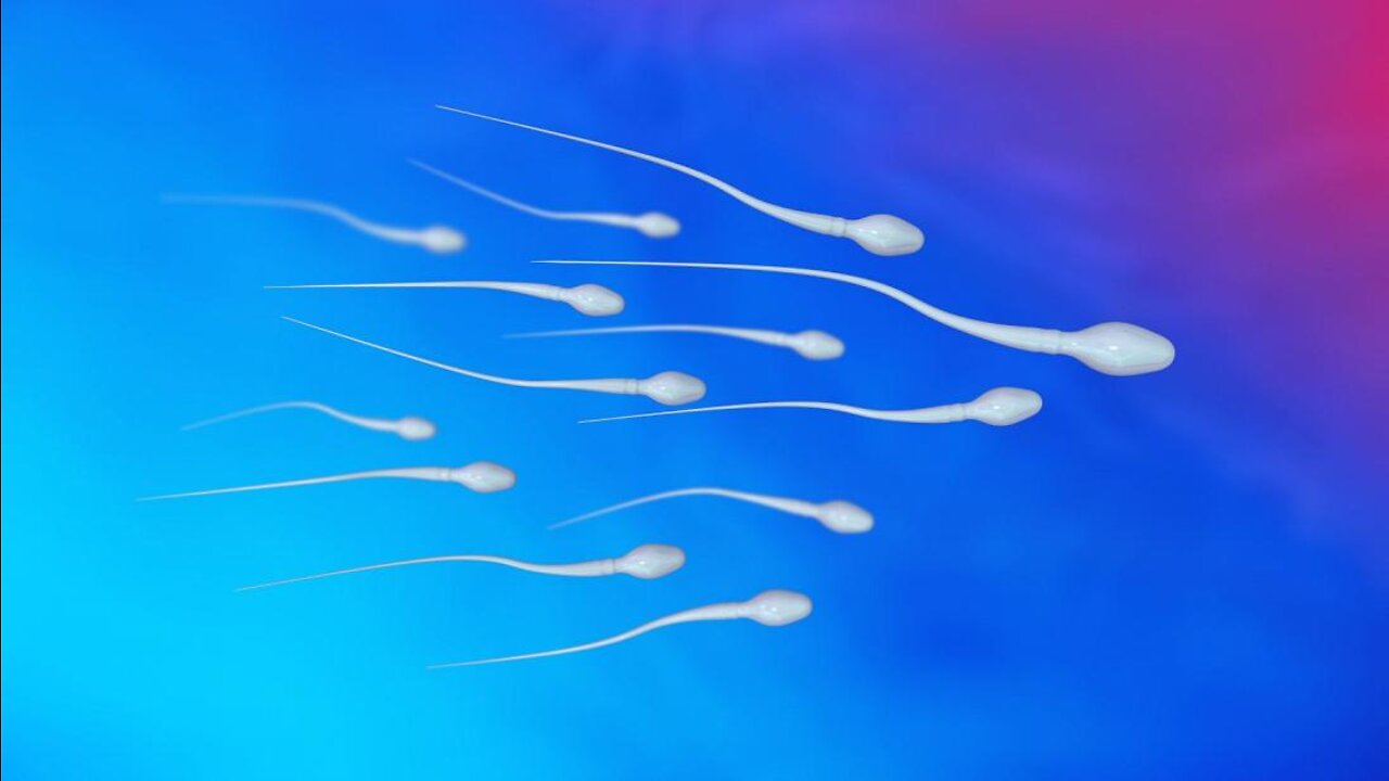 Pesquiza ALARMANTE Sobre a Queda De Percentagem de Espermatozoides