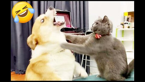 New Funny Videos 2024 😍 Funniest Cats & Dogs Videos🐶😹 Part 7