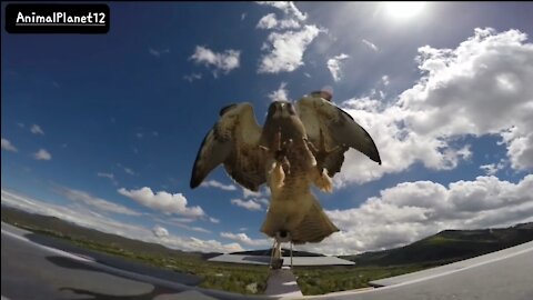 Hawk Attacks Flying RC Plane | AnimalPlanet12 | (720P_HD).MP4