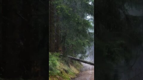 Calming Forest Rain #naturesounds #rainsounds #whitenoise #relaxingsounds
