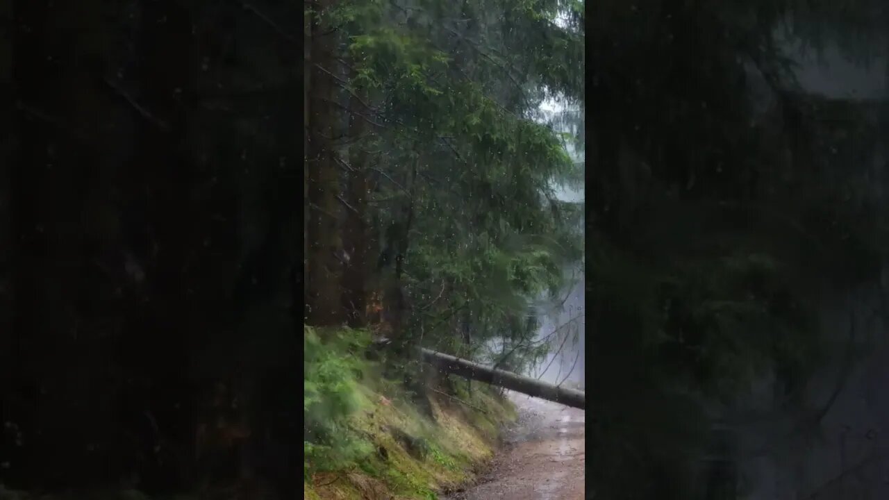 Calming Forest Rain #naturesounds #rainsounds #whitenoise #relaxingsounds