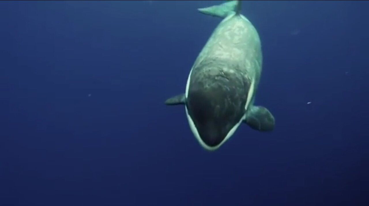 When an Orca tries to feed you