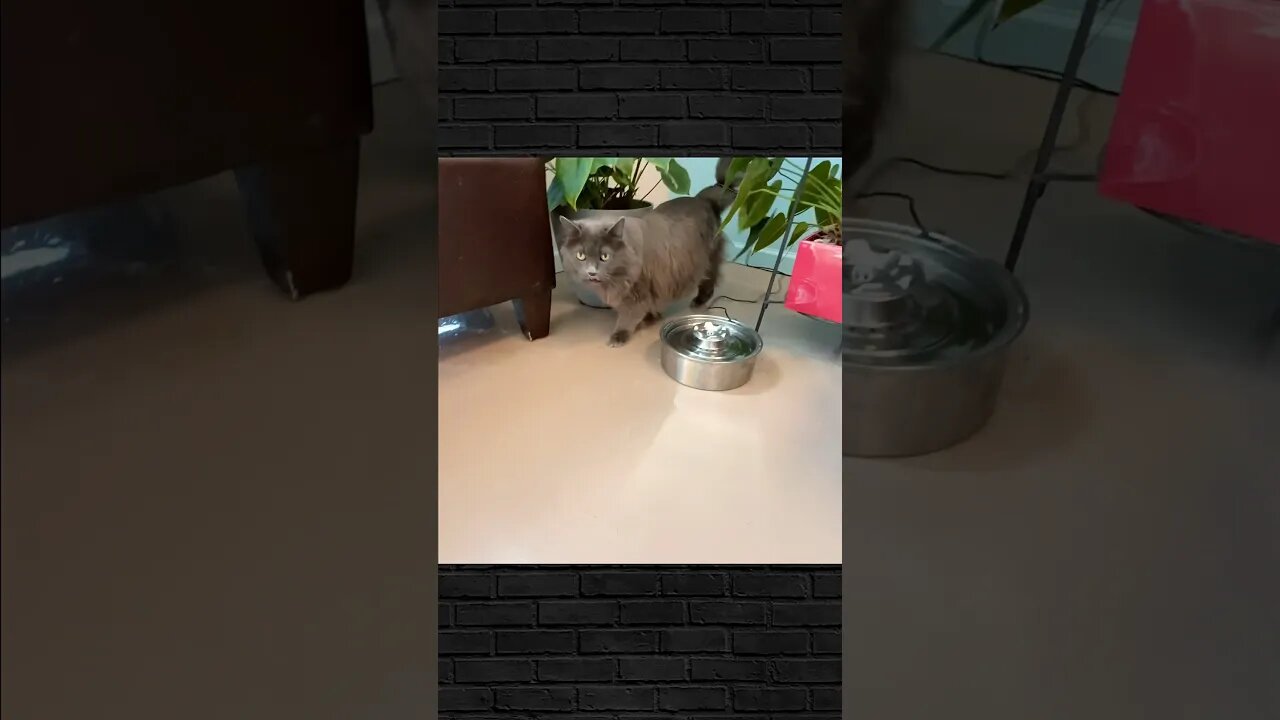 Cat Enjoys the Grooming Salon!!! | FULL GROOM #grooming #catgrooming