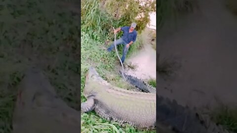 Meet the TRIPOD amazing Saltwater CROCODILE 😱🥶🤢
