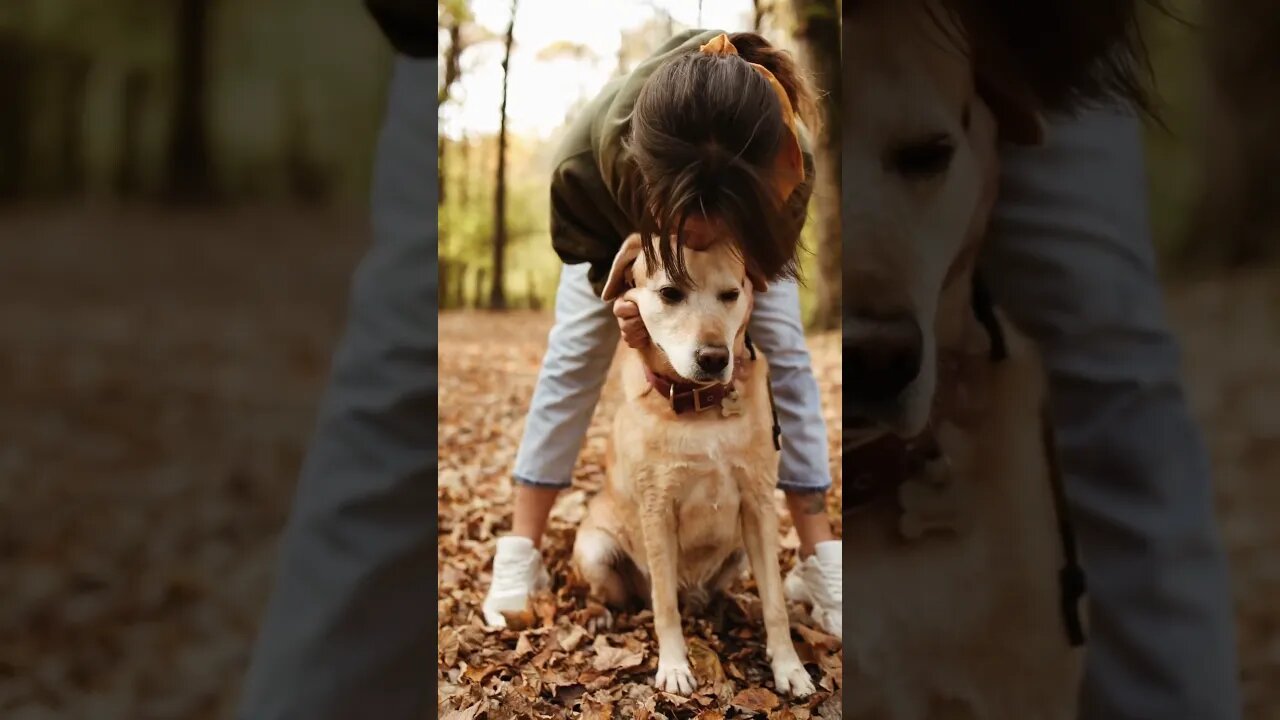 Owner playing with her DOG #shorts #pets #petlover #dogs #dog #doglovers