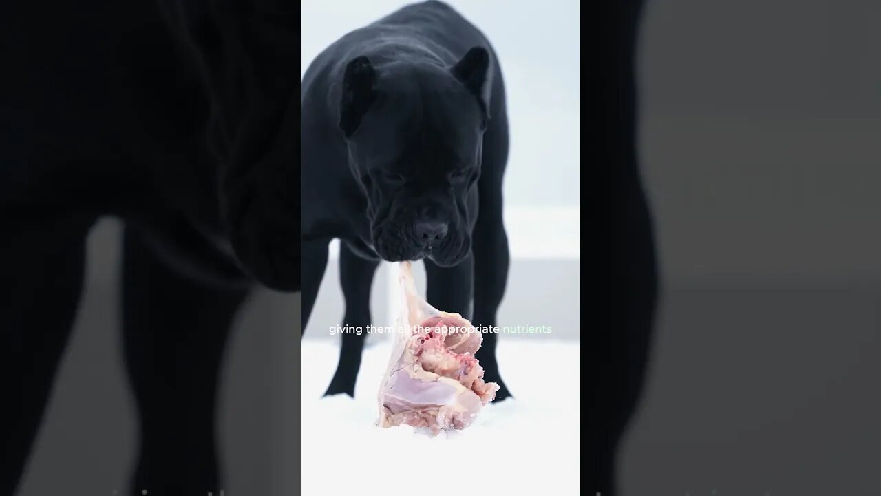 Cane Corso Lifespan #shorts #dog