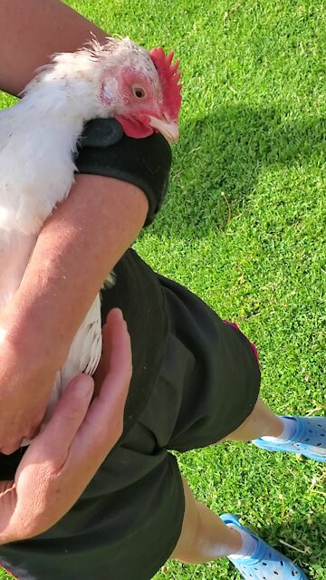Bullied chicken loves to be held