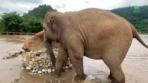 Elephant Care Taker Play Peekaboo Game To Distract Elephant From Flood Issues