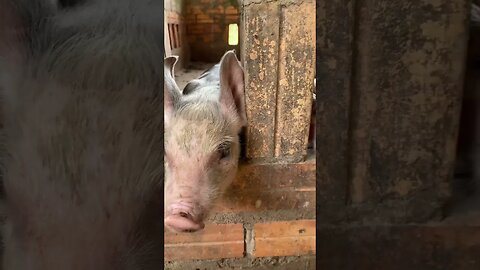 Feed me please, I'm so hungry now - said the piglets