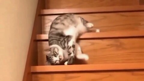 The lazy cat is playing strangely in the free time. you will laugh a lot. You Must Watch it. 🤣🤣