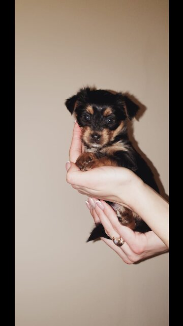 See how York Mia can bark.