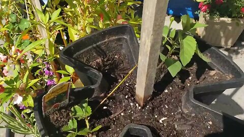 Preparing for Fall Gardening
