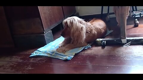 #dogshow , #animals , #dogs