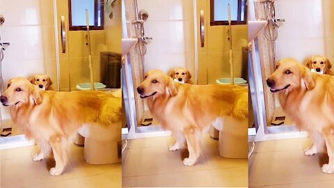 Dog doing toilet amazing dog😙😙