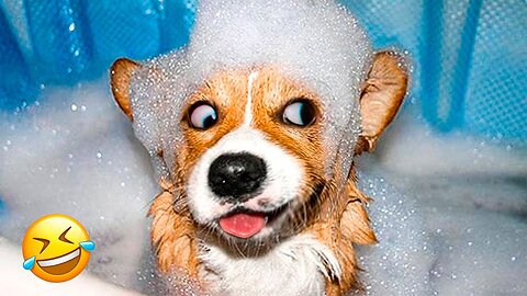 Funny animals video 🤣😂😅😹🐈‍⬛