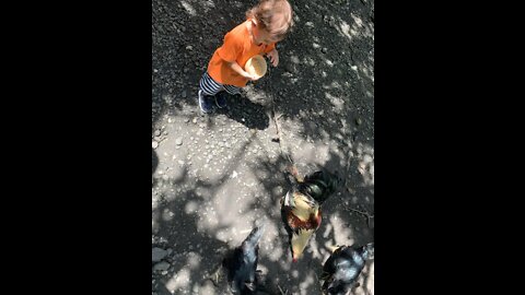 Farmer lukey feeding chickens