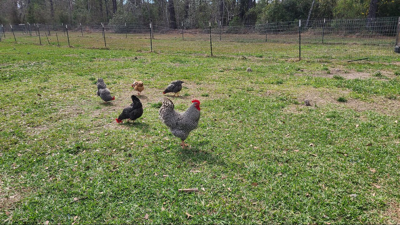 Feeding chickens