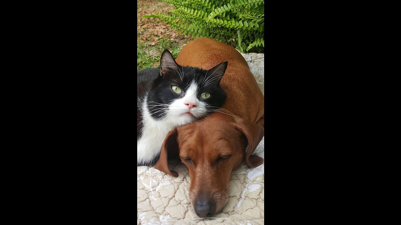 Dog and cat