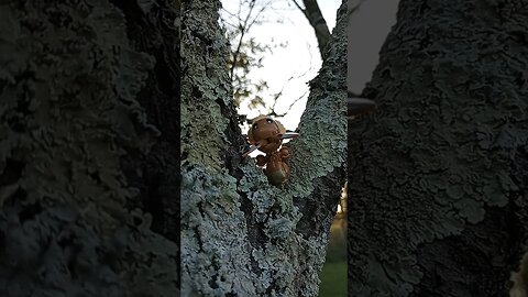 When Eevees Climb Trees