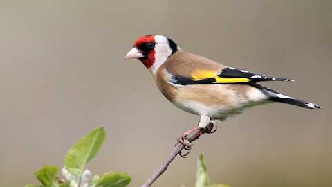 Bird's Life | Life's Great | Life of a bird | Life Cycle of a Bird |