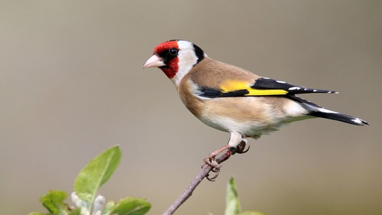 Bird's Life | Life's Great | Life of a bird | Life Cycle of a Bird |