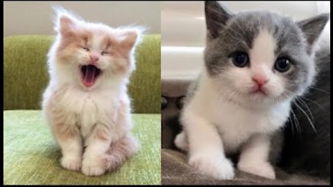 Baby Cats - Cute and Funny Baby Cat Videos Compilation//////