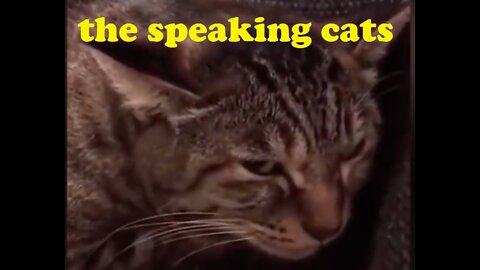 Cat Can Understand