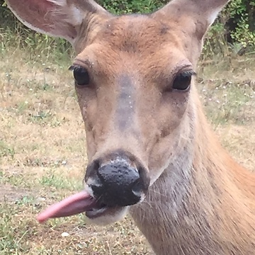 Gran talks to wild deer